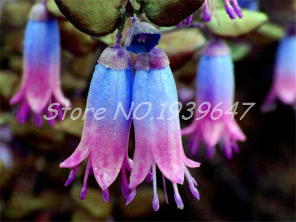 

50 Pcs/Bag seeds Multicolor Pink Double Petals Fuchsia Bonsai Potted Garden Plants Hanging Lantern Flowers Natural Growth Variety of Colors Aerobic Potted