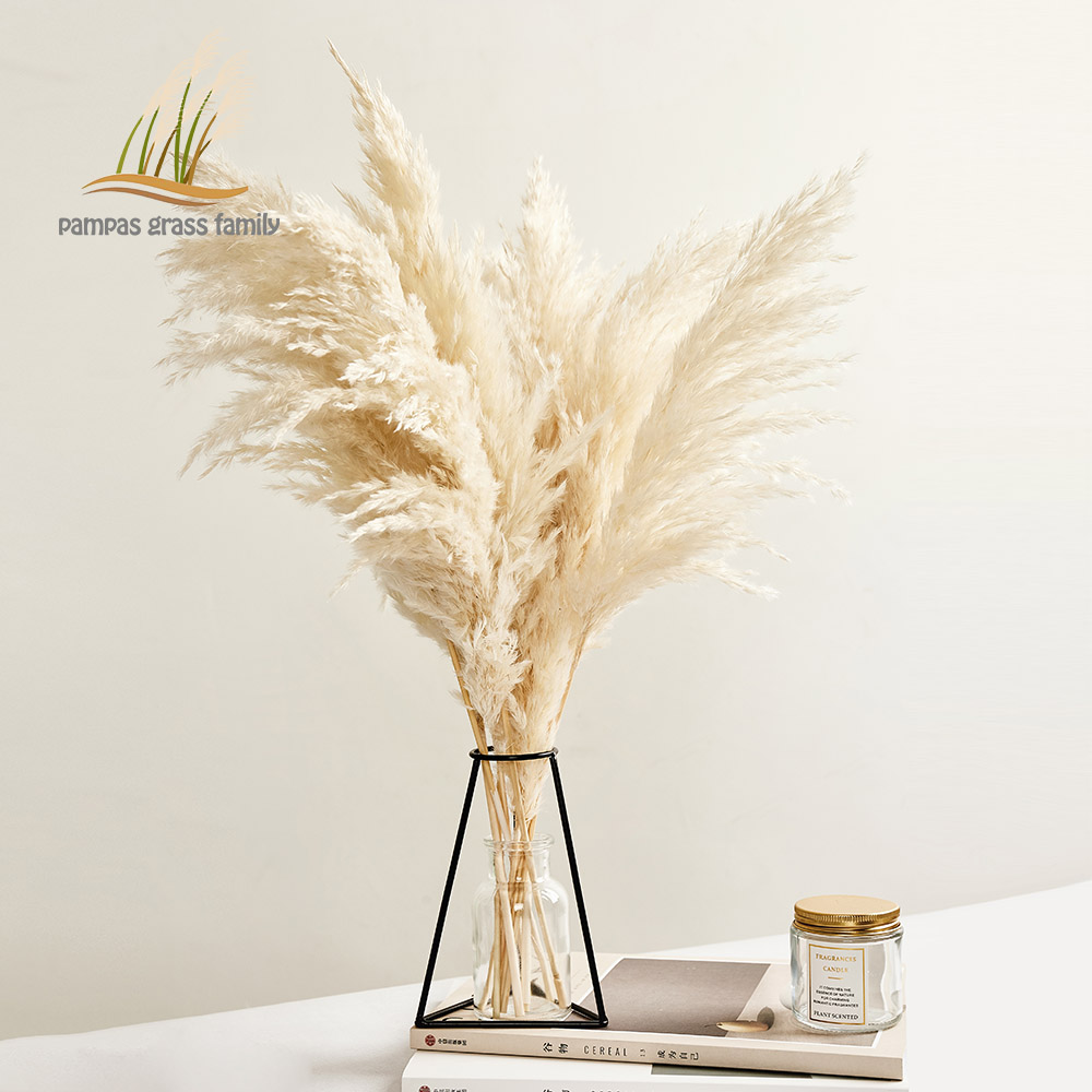 

Pampas Grass Decor White Coor Fuffy Natura Dried Fowers Beached Bouquet Boho Vintage Stye for Wedding Home Christmas Decor, 10pcs white