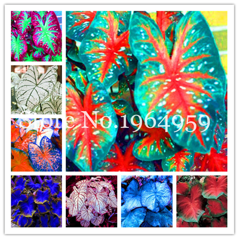 

100 Pcs seeds New Rainbow Caladium Bonsai, Perennial Flowers For Garden Home Beautify In Balcony Bonsai Evergreen Herb Natural Growth Variety of Colors Fresh Showy