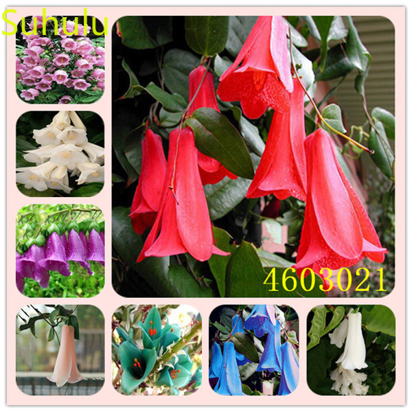 

500pcs Campanula Bellflower Seeds Garden Flower Variety complete Flower Bonsai Plant High Quality Beautifying And Air Purification