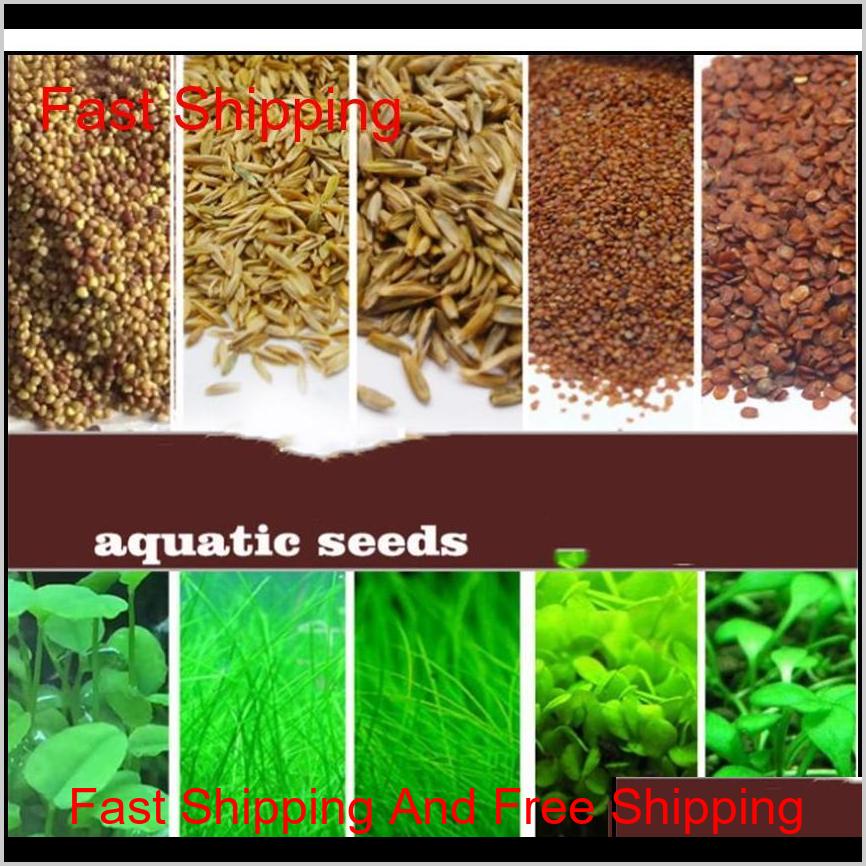 

Wholesale Garden Fish Tank Aquarium Plant Seeds Aquatic Water Grass Ornamental Plant Home Yard Decoration Qylwmd Gbfal Cbsvy