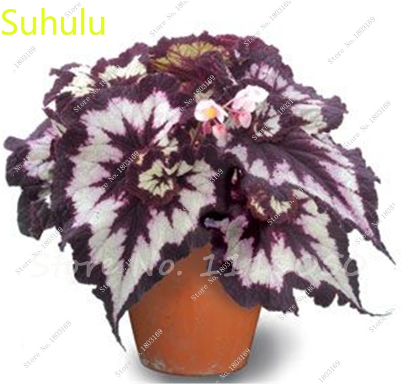 

100pcs Begonia Seeds Garden Indoor Flowers Balcony & Courtyard Bonsai Plant High Quality Beautifying And Air Purification