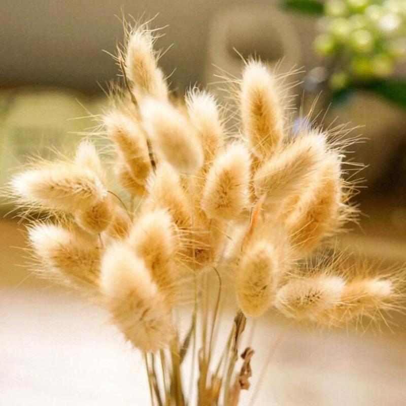 

Decorative Flowers & Wreaths 30 Stems Dried Flower Tail Natural Plants Floral Grass Bouquet Home Decoration Accessories Pograph