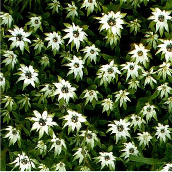 

Garden Decorations 100PCS edelweiss Flower Seeds for Bonsai Plants All for a summer residence Fast Growing Planting Season The Germination Rate 95% Aerobic Potted