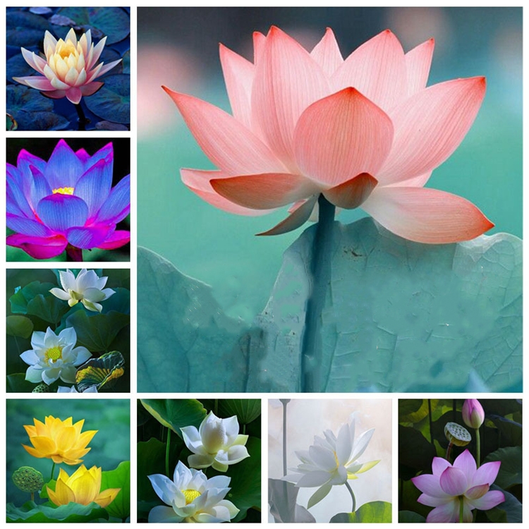 

Garden Supplies Lotus Seeds Bowl lotus Hydroponic plant seed Four Seasons Indoor Aquaculture Potted Flowers Water Lily Aquatic 50pcs/lot 9293