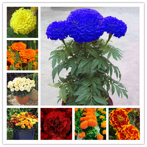 

100pcs Marigold Flower Seeds for Bonsai Plants Purify The Air Absorb Harmful Gases Garden Decorations Decorative Landscaping Natural Growth Variety of Colors