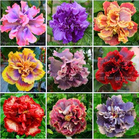 

100pcs Giant Double Hibiscus Beautiful Flower Bonsai Potted Plants For Home Garden Perennial Planting Natural Growth Variety of Colors The Germination Rate 95%