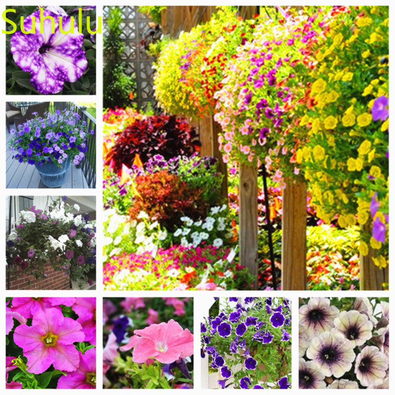 

New Variety 500pcs Petunia Seeds Garden Indoor Flowers Balcony & Courtyard Purifying Air Bonsai Plant Purify The Air Absorb Harmful Gases
