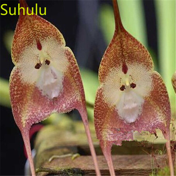 

100pcs Monkey Face Orchid Seeds Garden Indoor Flowers Balcony & Courtyard Bonsai Plant High Quality Beautifying And Air Purification