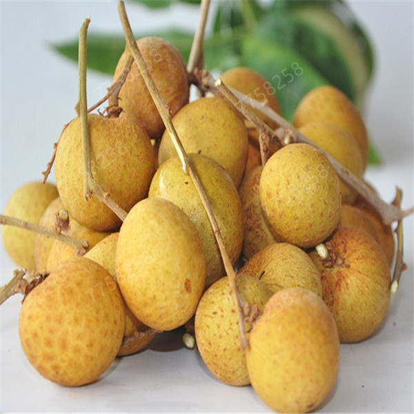 

5 Pcs seeds Longan Extra-Sweet Extra-Big Fruit Tasty Dragon Eyes Rare Exotic For Garden Fast Growing Planting Season Purify The Air Absorb Harmful Gases Natural Growth