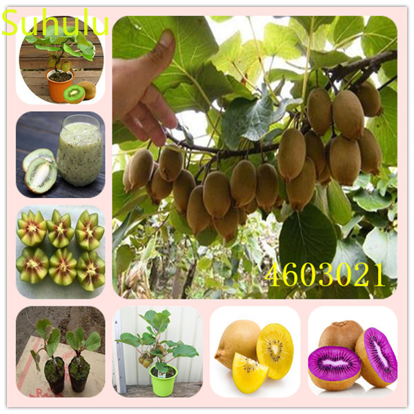 

100pcs Actinidia kiwi Seeds Garden Flower Variety complete Flower Bonsai Plant High Quality Beautifying And Air Purification