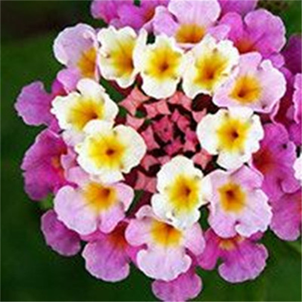 

100PCS Lantana camara Flower Seeds Bonsai Variety of Colors Purify The Air Absorb Harmful Gases All for summer residence Rare Plants for The Garden The Budding Rate 95%