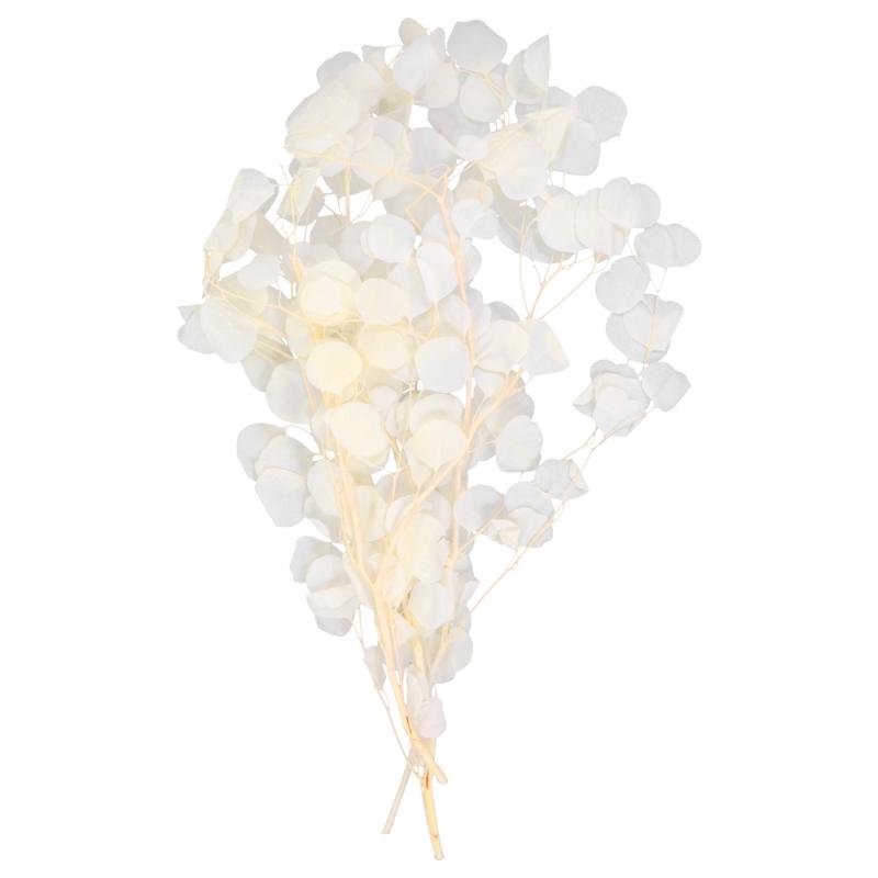 

Eucalyptus Dried Flowers Real Eucalyptus Leaves Flower Dried Bouquet Decor, Light yellow