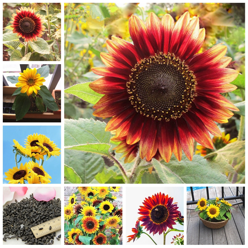 

50 pcs seeds / bag Sunflower Bonsai 11 kinds Sun Fortune Bloom Garden Potted Plants Jardin Blooming Flowers Easy To Grow Decorative Landscaping Fast Growing