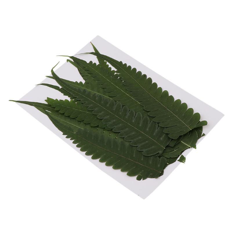 

12Pcs Green Real Pressed Leaves Dried Flower Rock Fern Leaves Embellishments DIY Materials Card Making Scrapbooking Jewelry, As pic