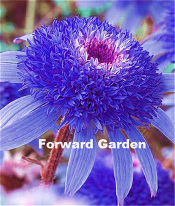 

50 Pcs seeds /lot Echinacea Purpurea Bonsai Color Rare Flower Perennial Chrysanthemum Potted Plants For Home & Garden Natural Growth Variety of Colors Aerobic Potted