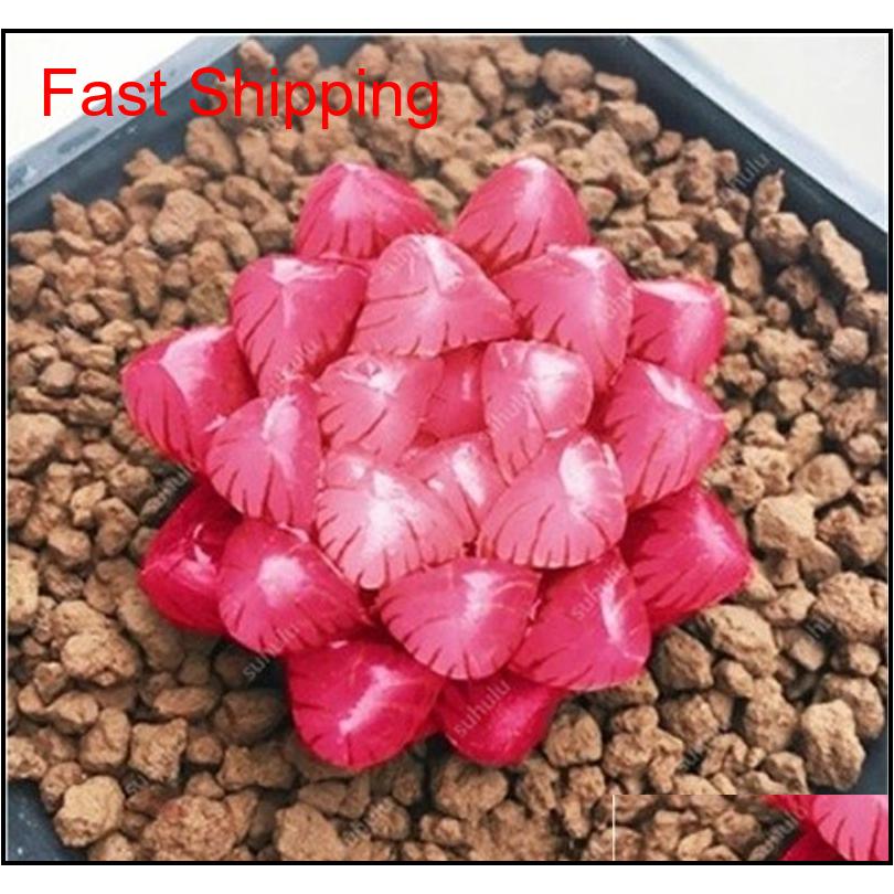 

100 Pcs Potted Succulents Fleshy Shining Green Plants Haworthia Cooperi Yulu Truncata Flower Seed Lithops Pseudotrun qylEOJ homes2007