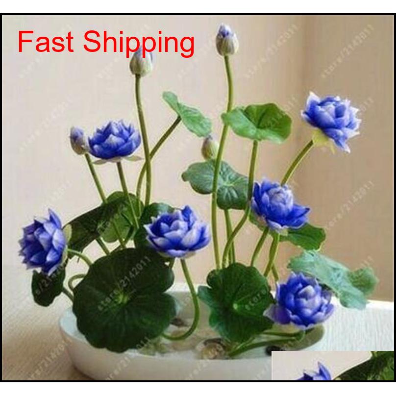 

2018 Hot Sale! 5pcs/bag Bowl Lotus Water Lily Seeds Rare Aquatic Flower Seeds Perennial Plant Bonsai For Home Ga qylGHQ homes2011