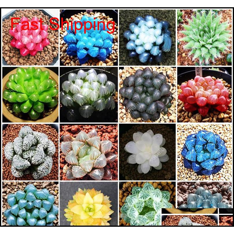 

100 Pcs Potted Succulents Fleshy Shining Green Plants Haworthia Cooperi Yulu Truncata Flower Seed Lithops Pseudotru qyllMV new_dhbest