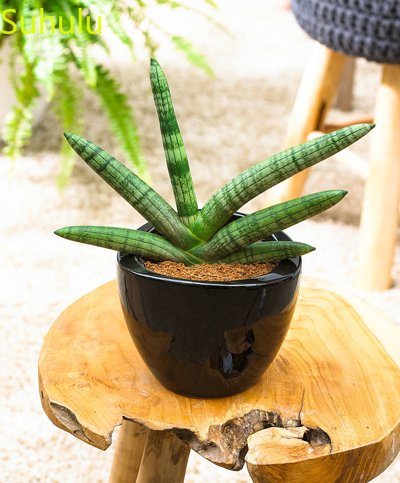 

New Variety 100pcs Sansevieria Seeds Garden Indoor Flowers Balcony & Courtyard Purifying Air Bonsai Plant Absorb Formaldehyde