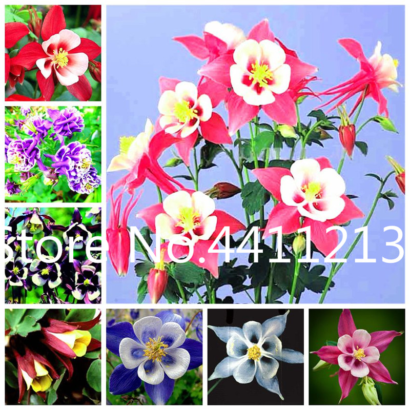 

100 Pcs seeds Hardy Plant Beautiful Aquilegia Flower Colors Of Flower Perennial Bonsai Plant Embellishing Home Garden Fast Growing Planting Season Purify The Air