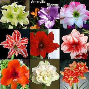 

Garden Decorations 400pcs Amaryllis Pcs Flower Seeds Bonsai Rare Plant for Home Courtyard Planting Wedding Party Decorative