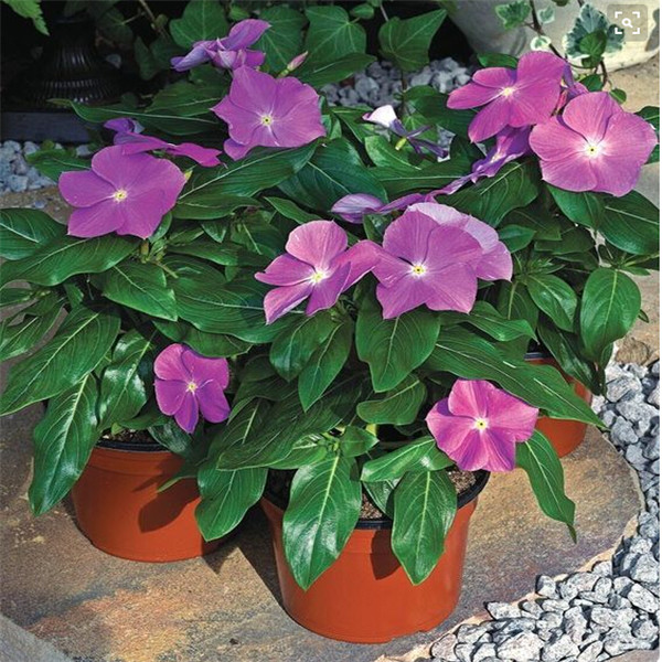 

100pcs vinca Periwinkle Flower Seeds for Bonsai Plants Purify The Air Absorb Harmful Gases Garden Decorations All for a summer residence Showy Variety of Colors