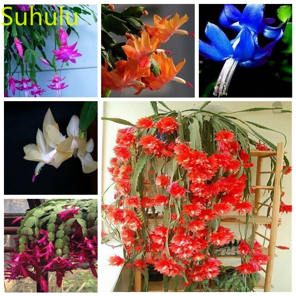 

Fleur et plante 200pcs Schlumbergera Zygocactus Truncatus Seeds Garden Indoor Flowers Balcony & Courtyard Purifying Air Bonsai Plant