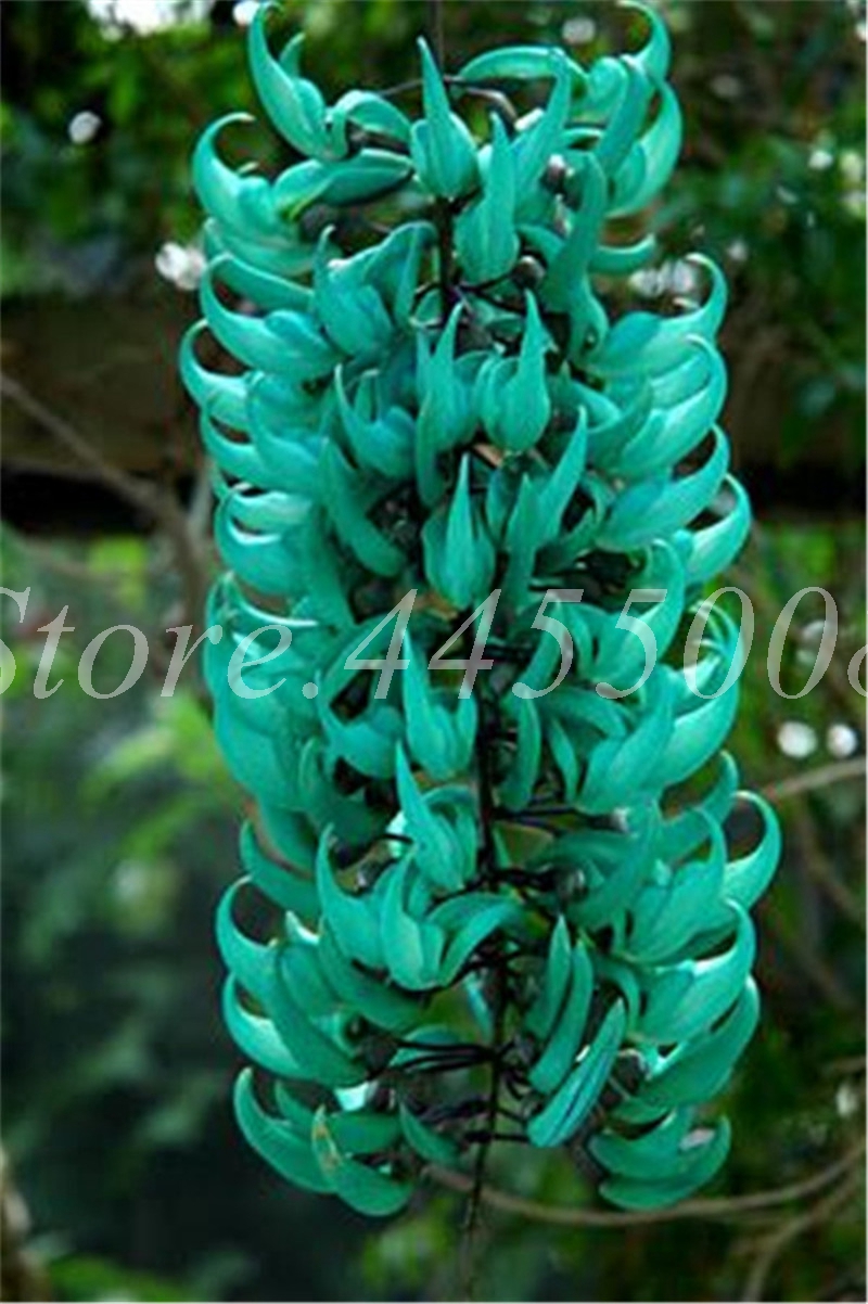 

10 PCS seeds Imported Bonsai Mucuna Pruriens Exotic Jade Vine Perennial Climbing Garden Flower Fragrant Potted Home Variety of Colors Aerobic Potted Fast Growing