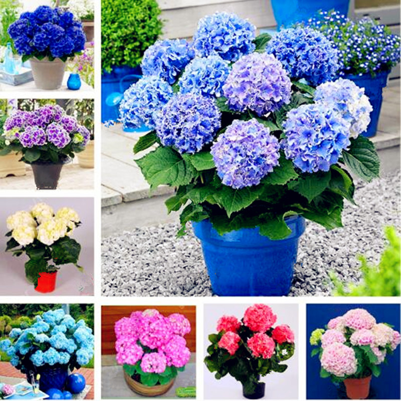 

20pcs Hydrangea Flower Seeds for Patio Lawn Garden Supplies Bonsai Plants Absorb Harmful Gases Beautifying And Air Purification Natural Growth Variety of Colors