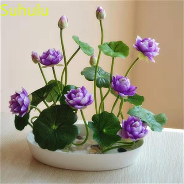 

New Variety for Home Garden 10pcs Water Lily Lotus Seeds Garden Indoor Flowers Balcony & Courtyard Purifying Air Bonsai Plant