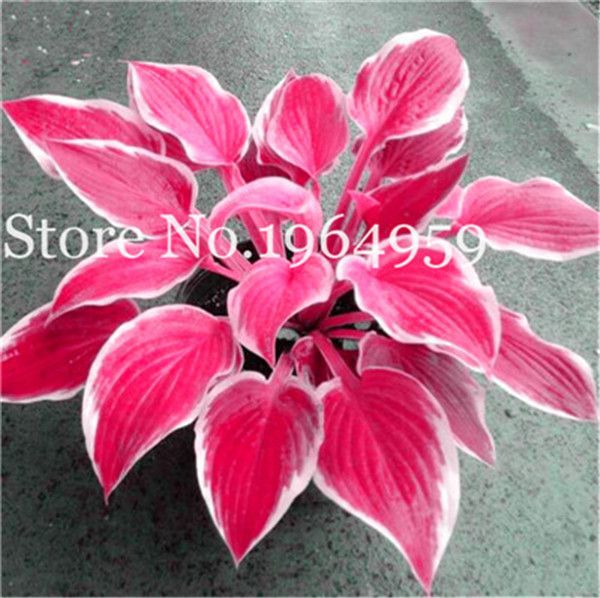 

100 Pcs seeds /Bag Beautiful Hosta Bonsai Plants, Perennials Lily Flower Shade Flower Grass Bonsai Ornamental Plant Home & Garden Planting Season Purify The Air