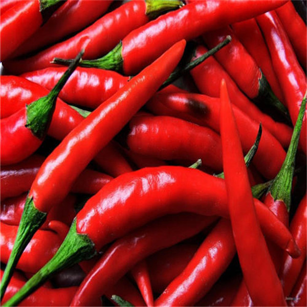 

100pcs chilli, hot pepper Vegetable Flower Seeds for Patio Lawn Garden Supplies Bonsai Plants The Germination Rate 95% Organic Non-GMO Delicious Tasty Planting Season
