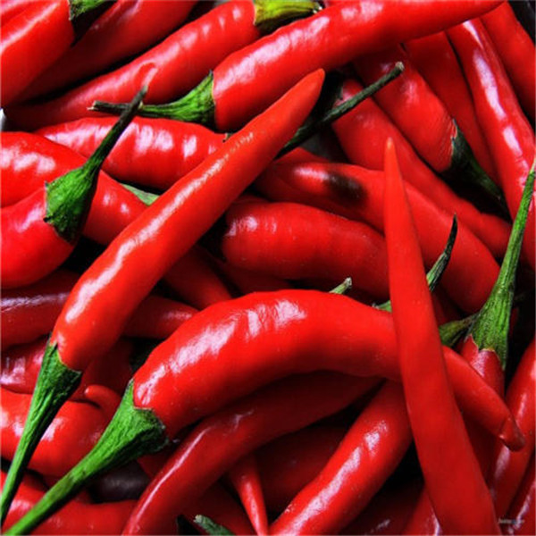 

100pcs chilli,Â hot pepper Vegetable Flower Seeds for Patio Lawn Garden Supplies Bonsai Plants The Germination Rate 95% Organic Non-GMO Delic