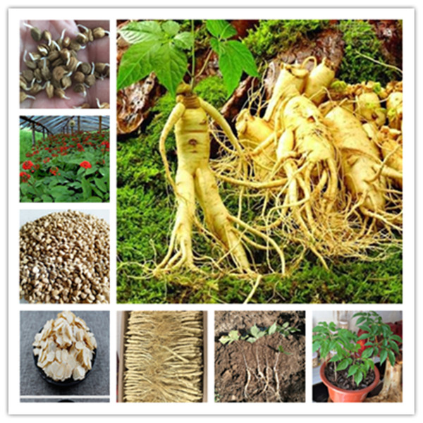 

100pcs Ginseng Flower Fresh Seeds for Patio Lawn Garden Decorative Landscaping Supplies Bonsai Plants Purify The Air Absorb Harmful Gases Th