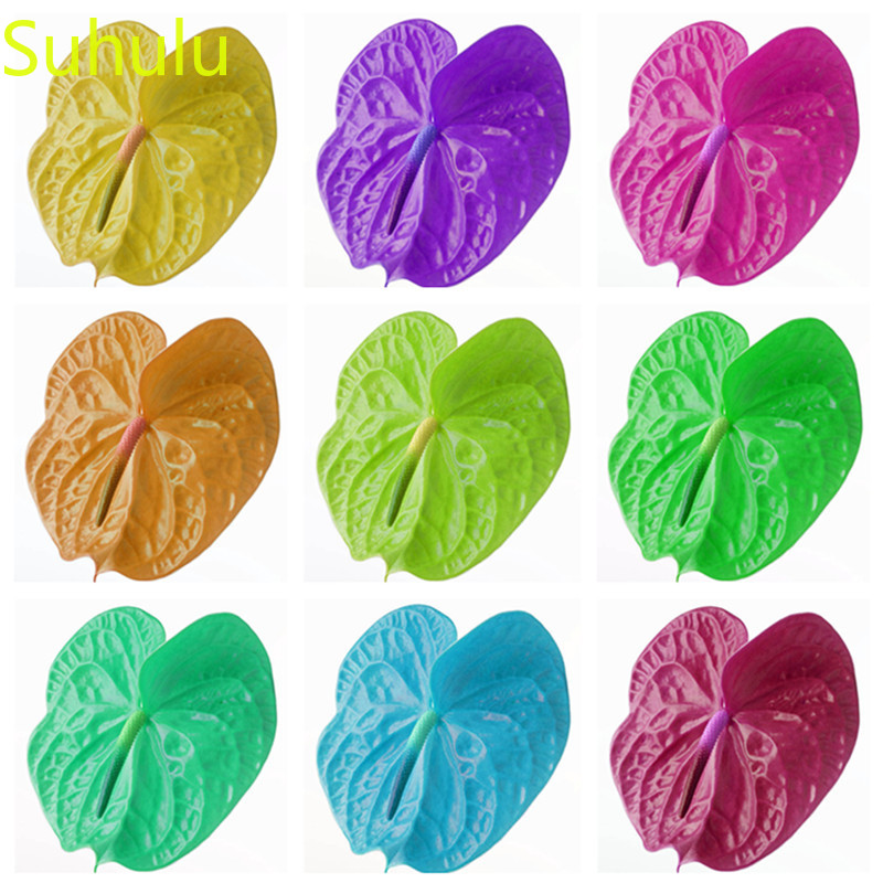 

100pcs Anthurium Seeds Garden Indoor Flowers Balcony & Courtyard Bonsai Plant High Quality Beautifying And Air Purification