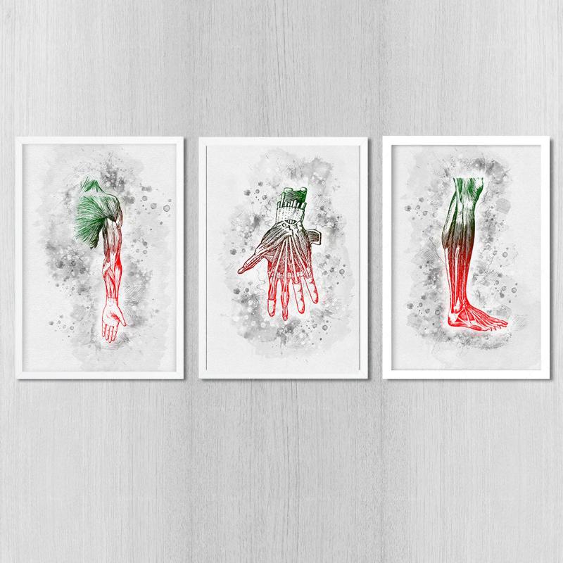 

Paintings Muscular System Anatomical Set Of Posters Arm Hand Leg Prints Watercolor Decor