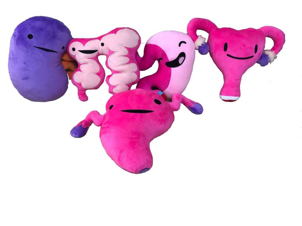 

doll I know my human organ preschool education large intestine heart uterus