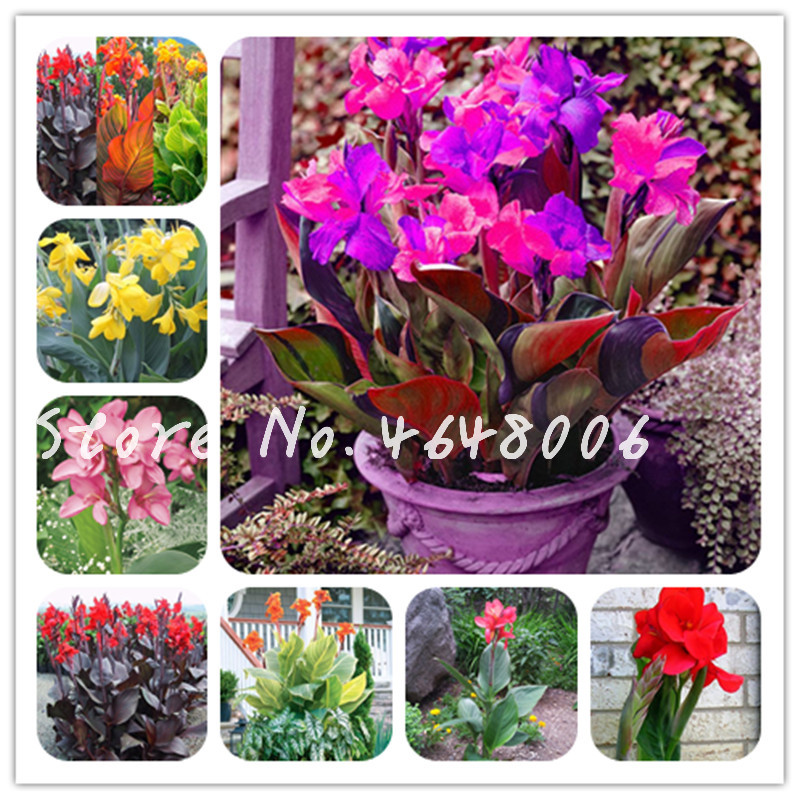 

100 Pcs seeds Exotic Colorful Canna Lily Outdoor Indoor Bonsai Pots Perennial Ornamental Flower Plant For Home Garden Decoration Natural Growth Variety of Colors