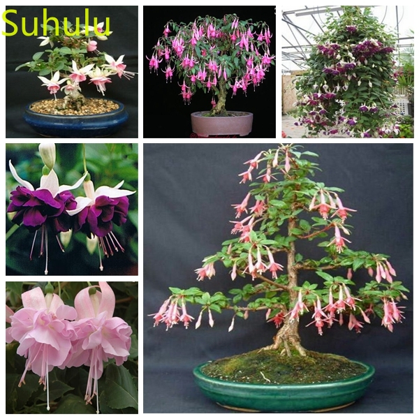 

Mini-tractors for the Garden 100PCS Fuchsia Seeds Garden Indoor Flowers Balcony & Courtyard Purifying Air Bonsai Plant
