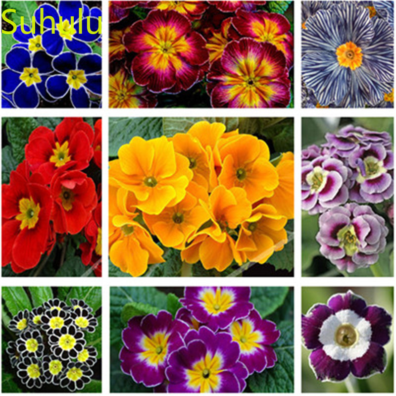 

100pcs Primrose Primula Seeds Garden Indoor Flowers Balcony & Courtyard Bonsai Plant High Quality Beautifying And Air Purification
