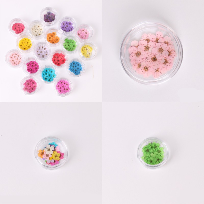 

Pressed Dried Narcissus Plum Blossom Flower With Box For Epoxy Resin Jewelry Making Nail Art Craft DIY Accessories 211 N2