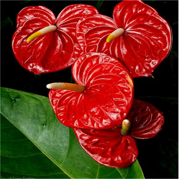 

100pcs Anthurium Flower Seeds Bonsai Natural Growth Fresh Rare Plants for The Garden The Germination Rate 95% Birthday Party Decorative All for a summer residence