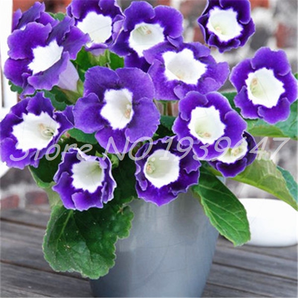 

100 pcs seeds / bag Exotic Gloxinia Plant Bonsai Bloom Sinningia Perennial Charming Flower Plants for Home Garden Pot Natural Growth Variety of Colors Aerobic Potted