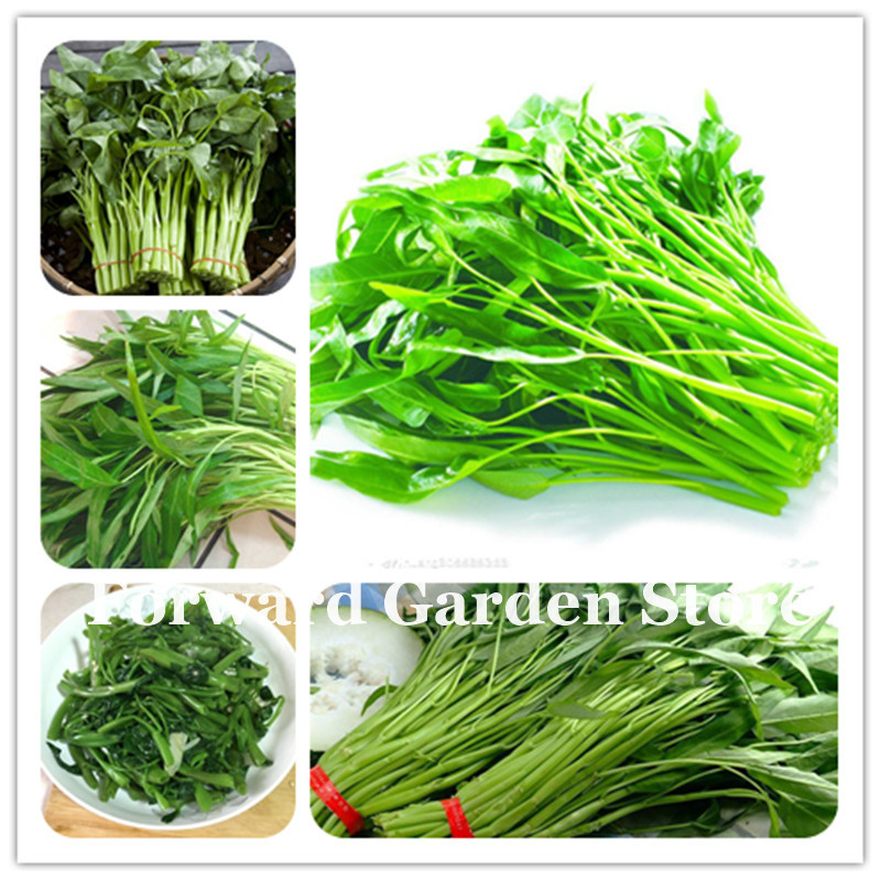 

100 Pcs seeds Heirloom Spinach Bonsai (Ipomoea Aquatica Forsk) Nutrient-Rich Green Leaf Vegetables Bonsai For Home Garden Planting Natural Growth Variety of Colors