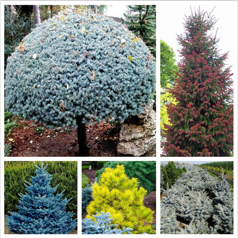 

30pcs Spruce Seeds Picea Tree Flower Seeds Bonsai Rare Plants for The Garden The Germination Rate 95% Beautifying And Air Purification Planting Season Fast Growing