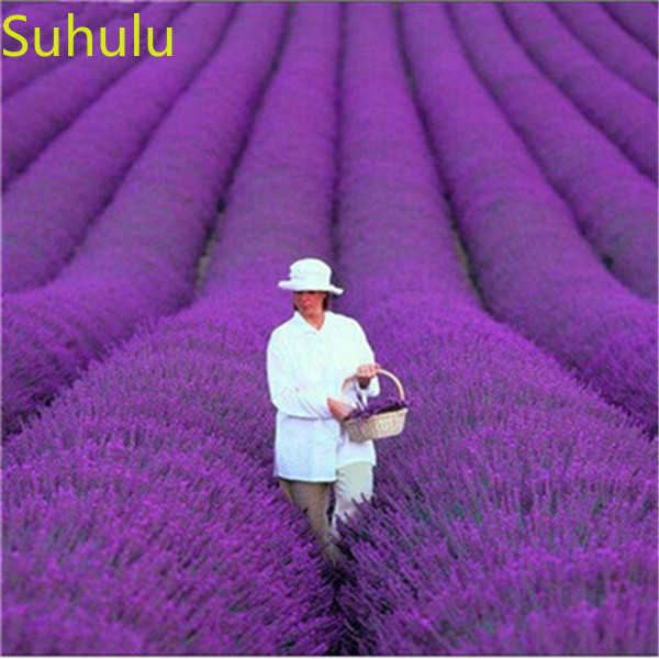 100pcs Lavender English Seeds Organic Untreated Herb Seeds Garden Deocr 