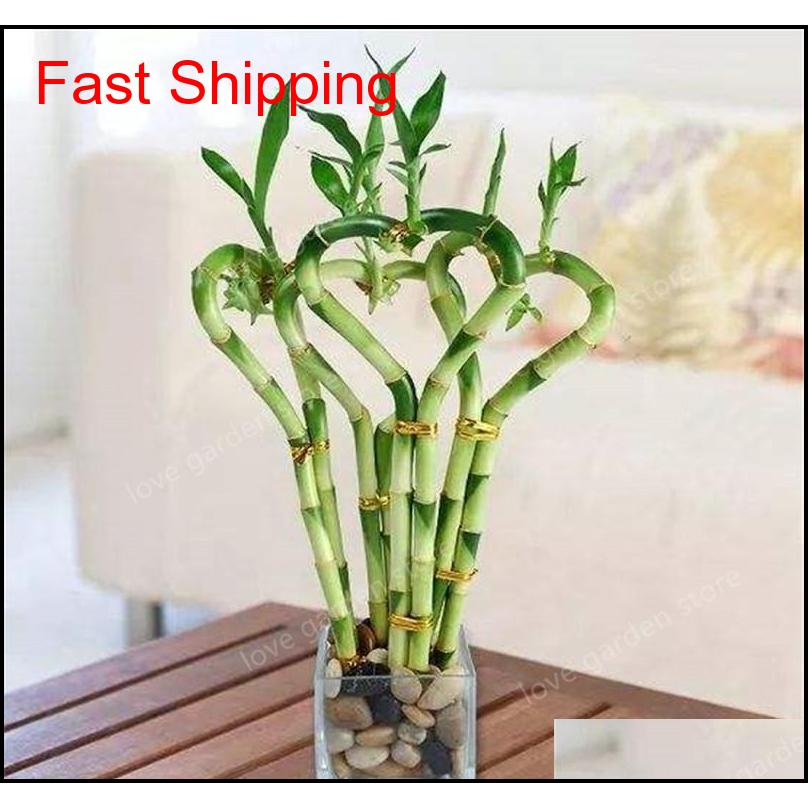 

Big Sale! Lucky Bamboo Plants Bonsai Good Luck Plants Vitality Tenacious Balcony Living Roo jllgbF lottery2010