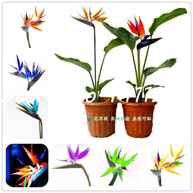 

100 pcs seeds Houseplants Strelitzia reginae long flowering bird of paradise,Semenata of flowers perennial bonsai outdoor The Budding Rate 95% Aerobic Potted