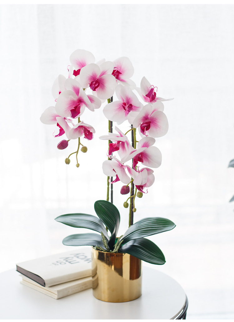 

100 pcs seeds Bell Orchid Bonsai Flower home garden Fast Growing Natural Growth Variety of Colors Aerobic Potted Planting Season Purify The Air Absorb Harmful Gases